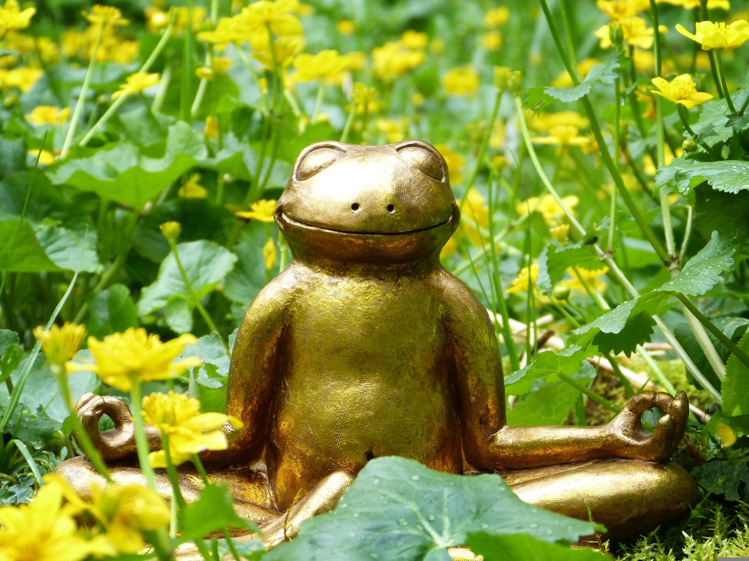 Hatha Yoga solidaire en don libre avec Luc Nermel